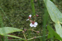 Sagittaria sagittifoliaPijlkruid bestellen